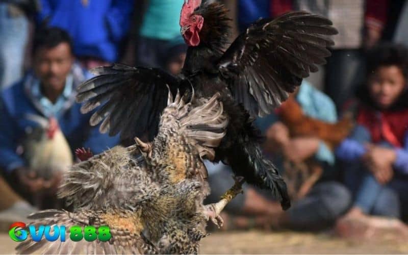 Các giai đoạn quan trọng giúp gà tăng cơ hiệu quả Các giai đoạn quan trọng giúp gà tăng cơ hiệu quả
