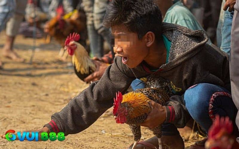Các sai lầm cần tránh khi tăng cơ gà đá Các sai lầm cần tránh khi tăng cơ gà đá