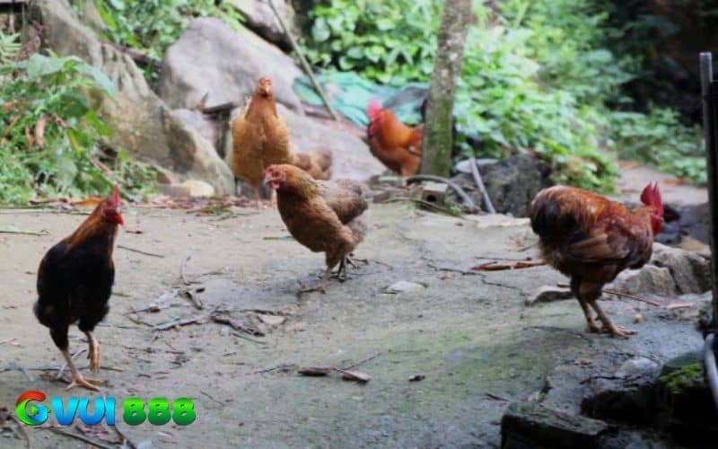 Các ưu và nhược điểm của gà đá không phao câu Các ưu và nhược điểm của gà đá không phao câu