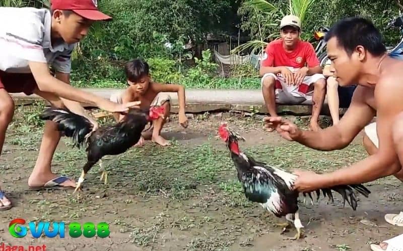Cách thả gà được nhiều sư kê áp dụng Cách thả gà được nhiều sư kê áp dụng