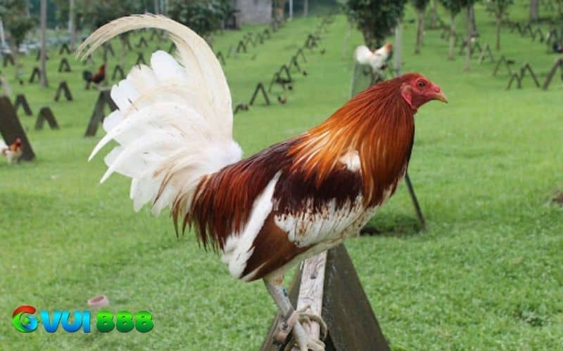 Chăm sóc gà đá vào mùa đông đúng cách có thể giữ gà luôn khỏe mạnh và tinh thần chiến đấu Chăm sóc gà đá vào mùa đông đúng cách có thể giữ gà luôn khỏe mạnh và tinh thần chiến đấu