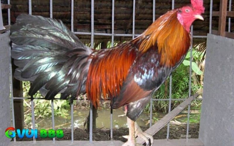 Cung cấp đầy đủ chất dinh dưỡng cho gà khi vào mùa đông Cung cấp đầy đủ chất dinh dưỡng cho gà khi vào mùa đông