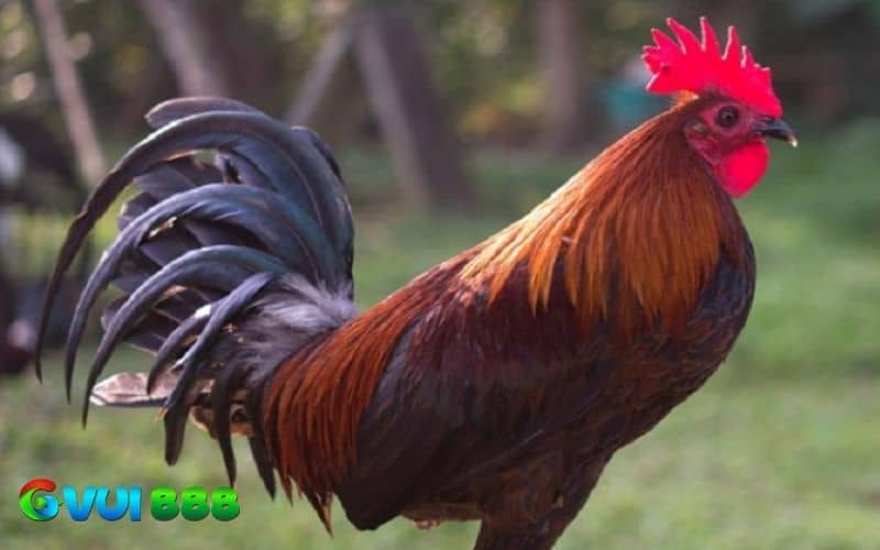 Để nhận biết gà bị rót không quá khó nếu chú ý đến gà thường xuyên Để nhận biết gà bị rót không quá khó nếu chú ý đến gà thường xuyên