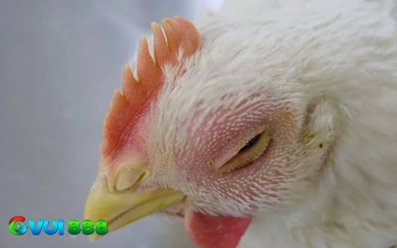 Gà bị bệnh phù là do vi khuẩn, môi trường nuôi hoặc lây lan từ nơi khác Gà bị bệnh phù là do vi khuẩn, môi trường nuôi hoặc lây lan từ nơi khác
