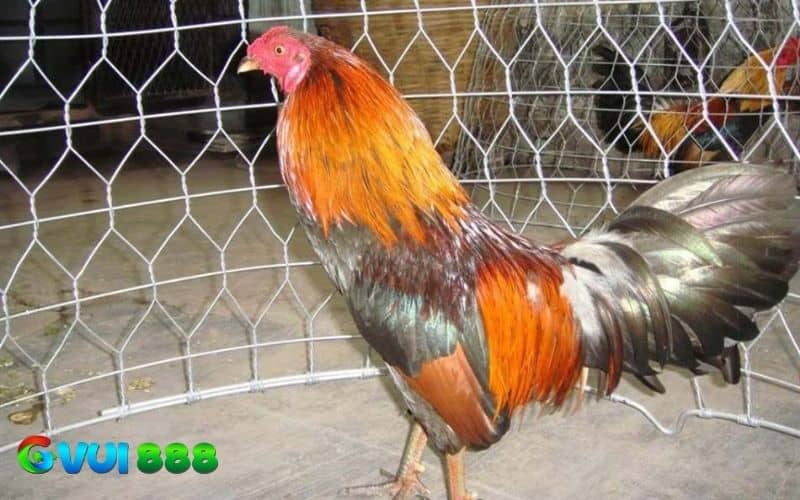 Gà bị rót là gà không còn tình thần thi đấu và sợ hãi khi gặp đối thủ Gà bị rót là gà không còn tình thần thi đấu và sợ hãi khi gặp đối thủ