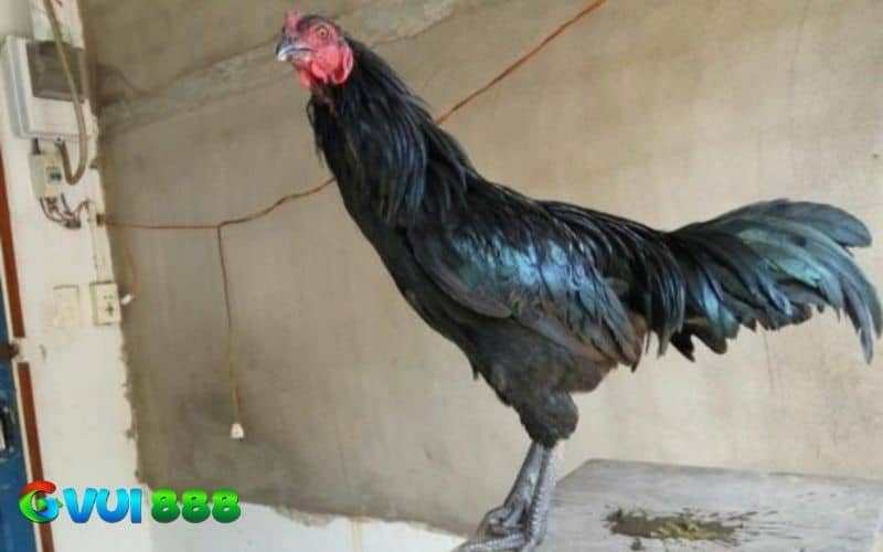 Gà chân chì là gà có đôi chân màu xám, có thể màu xanh lục nhạt hoặc xanh đậm Gà chân chì là gà có đôi chân màu xám, có thể màu xanh lục nhạt hoặc xanh đậm
