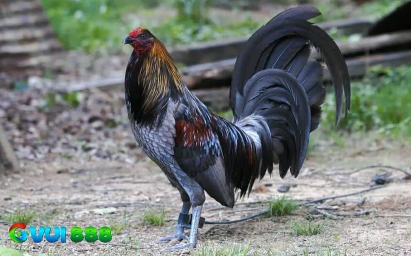 Gà chân chì lắc mặt Gà chân chì lắc mặt