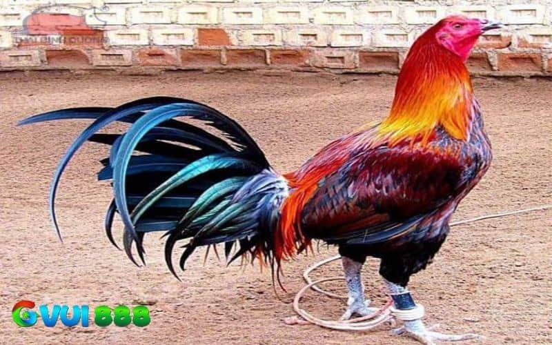 Gà chân chì ngũ sắc Gà chân chì ngũ sắc