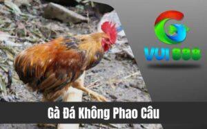 gà đá không phao câu