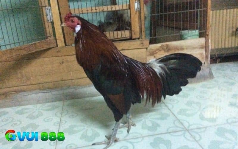 Gà điều chân chì Gà điều chân chì