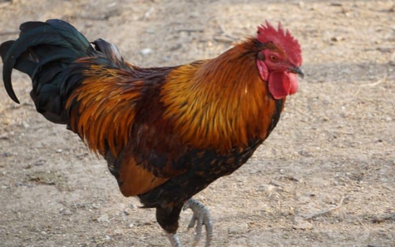Gà không chịu ăn có thể là do nhiều nguyên nhân khác nhau gây ra Gà không chịu ăn có thể là do nhiều nguyên nhân khác nhau gây ra
