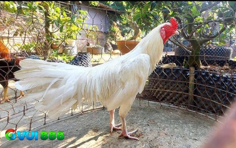 Gà nhạn là gà có bộ lông trắng muốt giống như loài chim nhạn Gà nhạn là gà có bộ lông trắng muốt giống như loài chim nhạn
