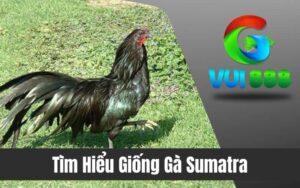 Gà Sumatra