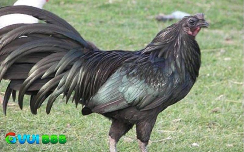Gà Sumatra có nhiều ưu điểm nổi bật hơn các giống gà khác Gà Sumatra có nhiều ưu điểm nổi bật hơn các giống gà khác