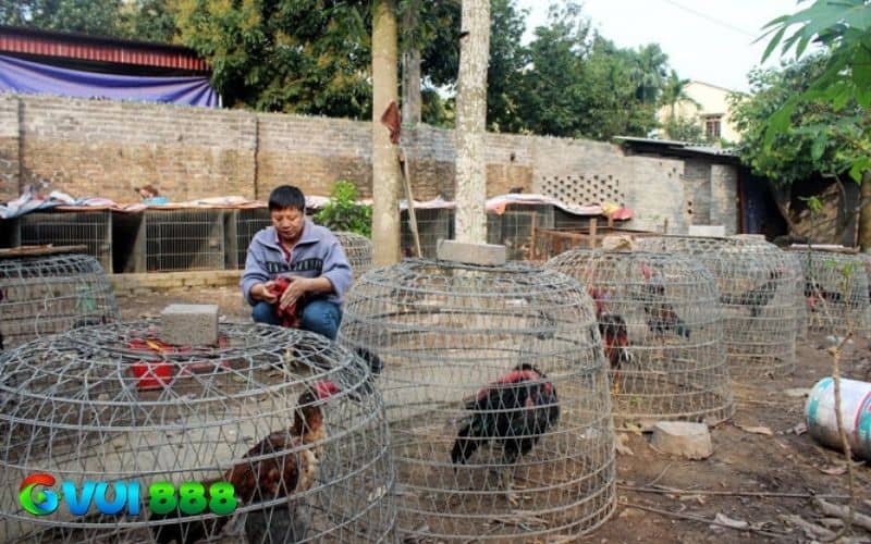 Khi gà bị rót cần thực hiện việc cách ly khỏi đàn Khi gà bị rót cần thực hiện việc cách ly khỏi đàn