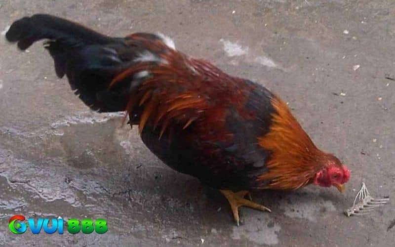 Nên tẩy giun sán định kỳ cho gà Nên tẩy giun sán định kỳ cho gà