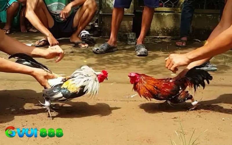Nếu biết cách thả gà đá đúng kỹ thuật sẽ có nhiều lợi thế hơn trong thi đấu Nếu biết cách thả gà đá đúng kỹ thuật sẽ có nhiều lợi thế hơn trong thi đấu