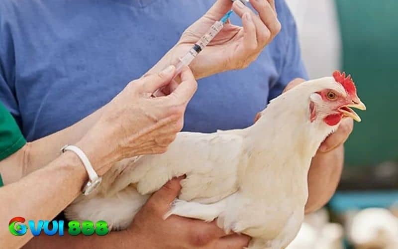 Những cách phòng tránh bệnh giun kim ở gà Những cách phòng tránh bệnh giun kim ở gà