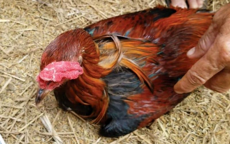 Những tác hại khi gà trở nên lười ăn mà không được điều trị Những tác hại khi gà trở nên lười ăn mà không được điều trị