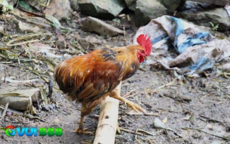Phao câu là bộ phận trên cơ thể của gà, nằm phía trên hậu môn Phao câu là bộ phận trên cơ thể của gà, nằm phía trên hậu môn