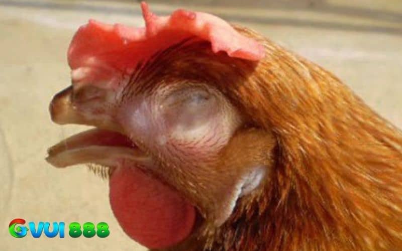 Sử dụng kháng sinh, bổ sung vitamin và chăm sóc kỹ lưỡng Sử dụng kháng sinh, bổ sung vitamin và chăm sóc kỹ lưỡng