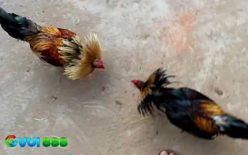 Thả gà đá đúng kỹ thuật sẽ tăng cơ hội chiến thắng và tỷ lệ gà ra đòn chuẩn hơn Thả gà đá đúng kỹ thuật sẽ tăng cơ hội chiến thắng và tỷ lệ gà ra đòn chuẩn hơn