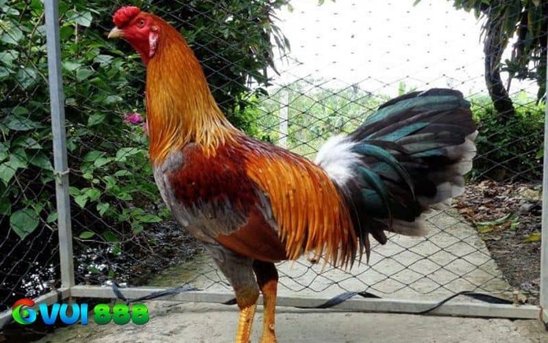 Thời tiết mùa đông nên có lịch trình tập luyện cho gà phù hợp Thời tiết mùa đông nên có lịch trình tập luyện cho gà phù hợp