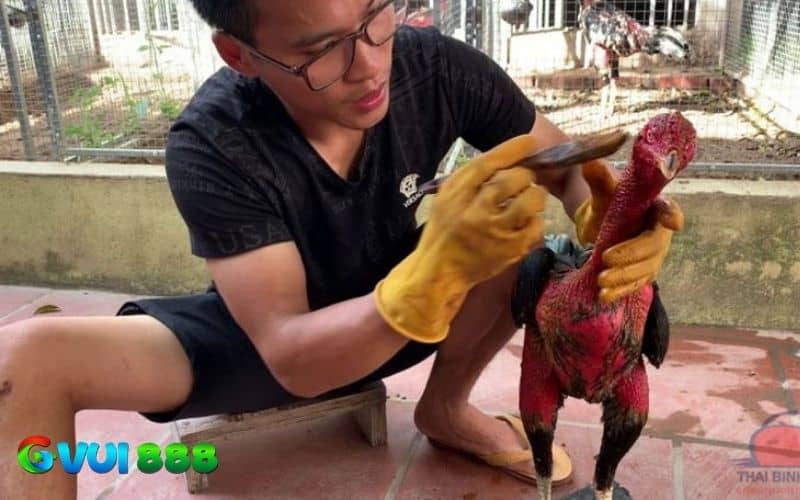 Trong quá trình phục hồi gà bị rót cần om bóp vào nghệ để da săn chắc khi trở lại đấu trường Trong quá trình phục hồi gà bị rót cần om bóp vào nghệ để da săn chắc khi trở lại đấu trường