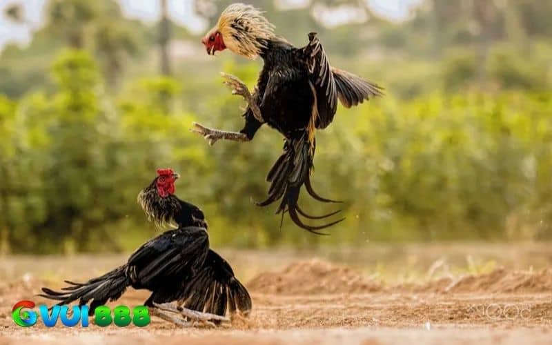 Gà đá dọc là thế đá theo phương thẳng đứng tấn công vào đầu hoặc cổ đối thủ Gà đá dọc là thế đá theo phương thẳng đứng tấn công vào đầu hoặc cổ đối thủ