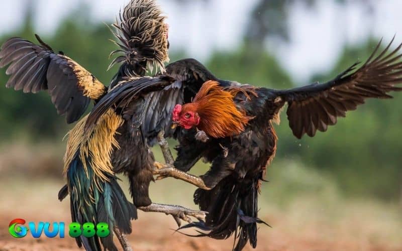 Thế đá liên hoàn là chiến kê ra đòn liên tiếp và dồn dập vào đối thủ Thế đá liên hoàn là chiến kê ra đòn liên tiếp và dồn dập vào đối thủ