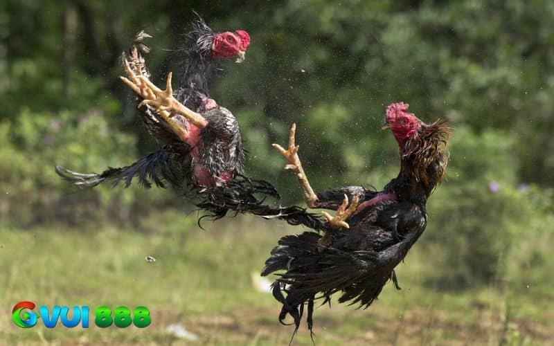 Thế gà đá là lối ra đòn của chiến kê khi đấu Thế gà đá là lối ra đòn của chiến kê khi đấu